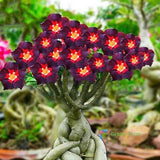 2 Seeds Brown Black Red Adenium Desert Rose Flowering Bonsai Plants Home Garden Flowering Plants