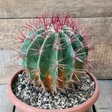 D5821 FEROCACTUS STAINESII pot24-H19-W18 cm MaMa Cactus Green Plant