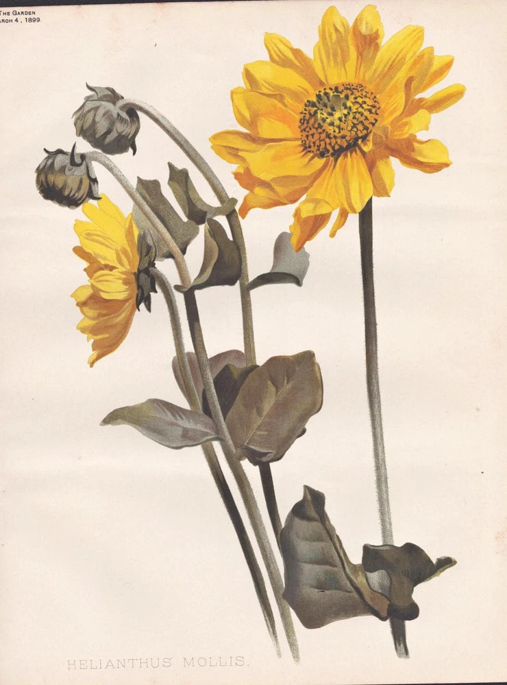 Yellow sunflower botanical lithograph with stems, leaves, and two blooms