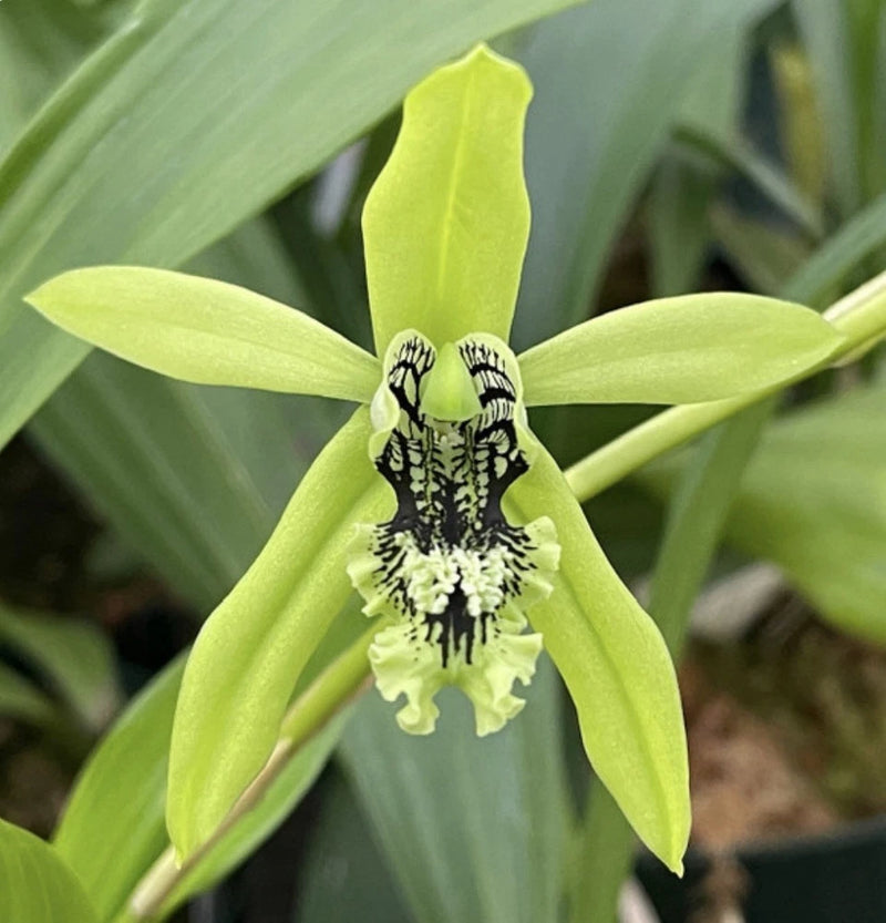 Green species orchid flower with dark spotted center and white lips