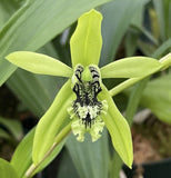 Coelogyne mayeriana - Species Orchid - Mounted Orchids