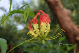 1 Bulb Gloriosa Superba Yellow Red Glory Lily Flame Lily Flower Home Gardening Flowering Plants