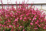 100 Pink GAURA WHIRLING BUTTERFLIES Gaura Biennis Flower Seeds Flowering Plants