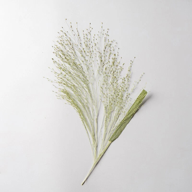 Pressed dry grass leaves, slender pale-green stems with small seed heads
