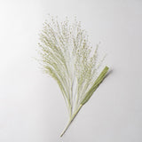 12PCS Real Pressed Dry Grass Leaves, Floral Supply for art craft FSS21 Dried Flower