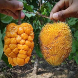 mini jackfruit fast fruit grafting in pot fast shipping Green Plant