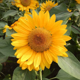 1/4 Lb Grey Stripe Sunflower Wildflower Seeds - Everwilde Farms Mylar Packet Garden Plants