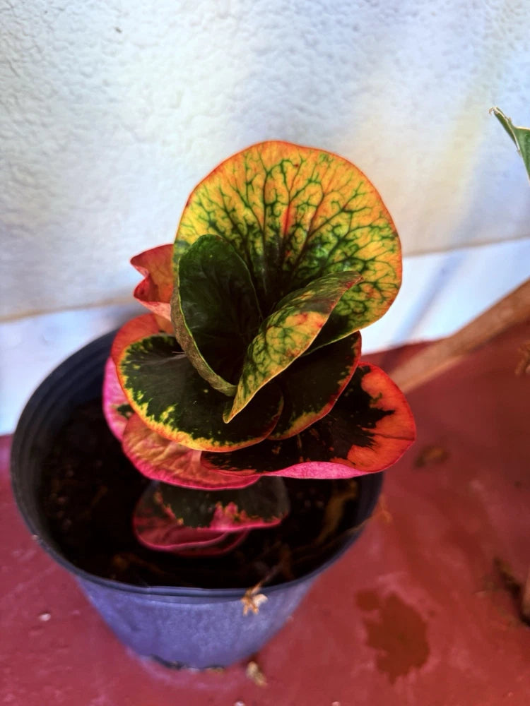 Potted croton rose plant with green leaves and yellow veins, reddish tones