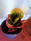 croton rose Plant Orchids