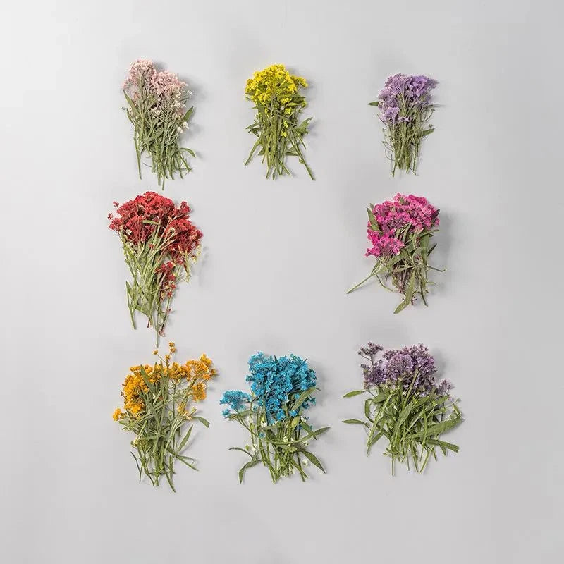 Pressed dried alyssum flowers assortment, mixed dyed colors with stems and leaves