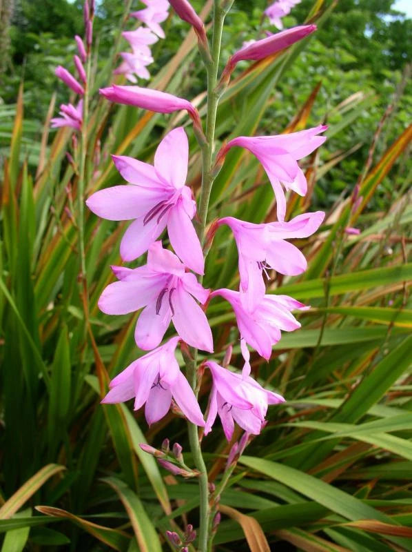 Watsonia Borbonica (pink) 15 Seeds, Fragrant Cape Bugle Lily Flower Flowering Plants