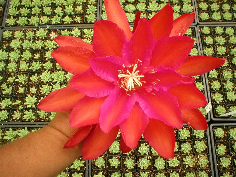 Orchid cactus flower with bright red petals and yellow center, held by hand