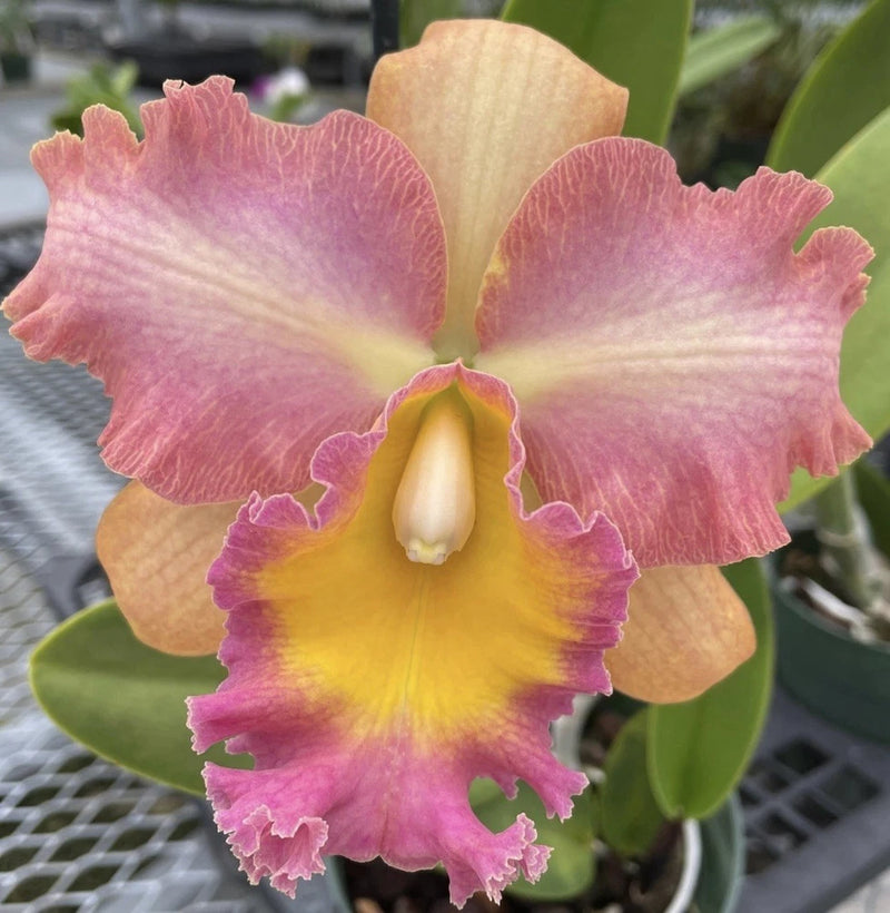Pink and yellow orchid flower with purple accents, large ruffled petals