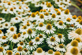 50 WHITE CONEFLOWER Echinacea Purpurea Flower Seeds Flowering Plants