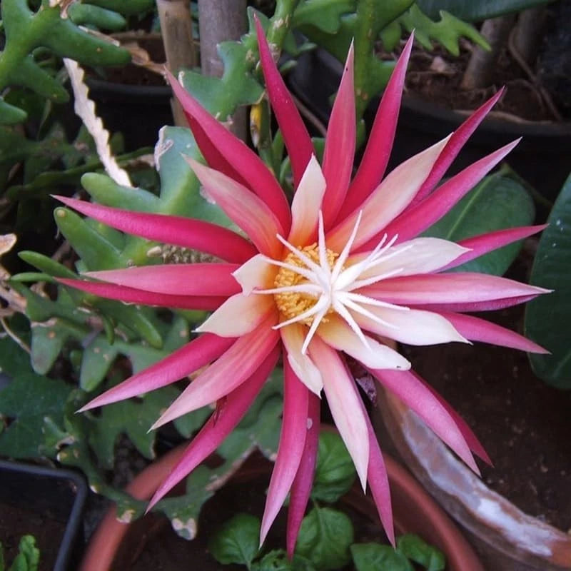 Orchid Fishbone Cactus Live Plant Zig Zag Cactus Live 2.5" Pot Orchids
