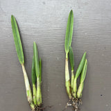 Orchid live rupicula Laelia tereticualis - bare root Imported Orchids