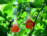 RED ANGEL'S TRUMPET brugmansia sanguinea flower flowering tree seed 10 seeds Orchids