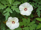 Merremia Dissecta, Alamo Vine Noyau Morning Glory Ipomoea flower seed  5 seeds Orchids