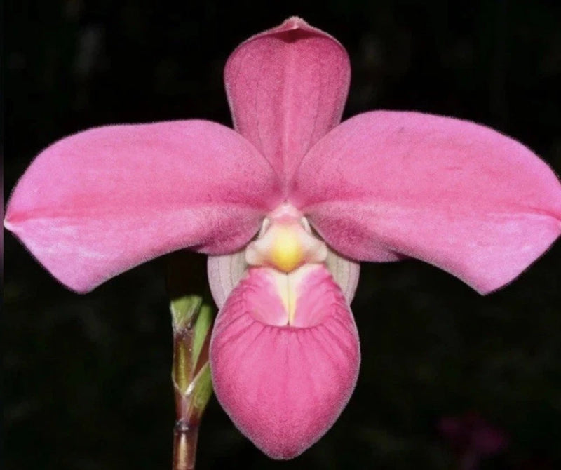 Phragmipedium Memoria Mariza Rolando Large Pink Orchid Seedling Orchids