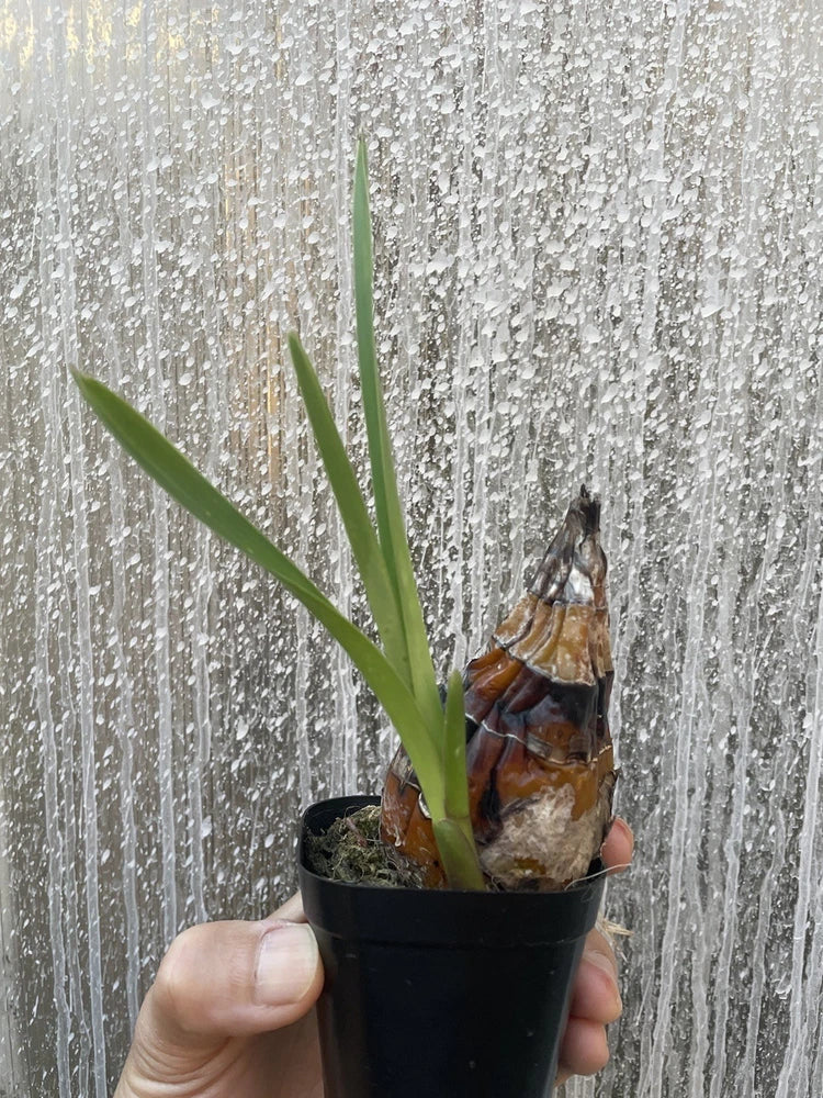 Single orchid plant in black pot with two green leaves