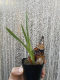 Rare Cymbidium insigne ssp rosea One Growth Orchids