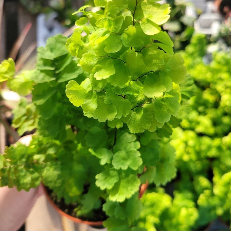 Green maidenhair fern in small terracotta pot, fronds spread