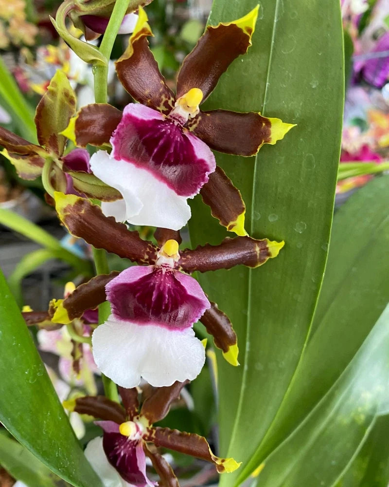 Orchid cluster with brown petals, white and purple blooms, and yellow centers on green leaves