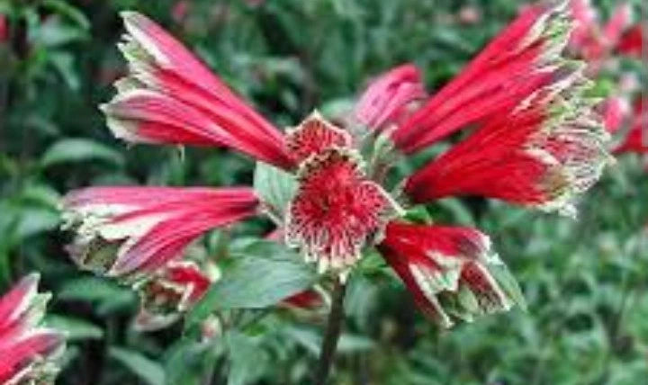 Red and pink parrot-flower alstroemeria with fringed petals, hummingbird-like blooms