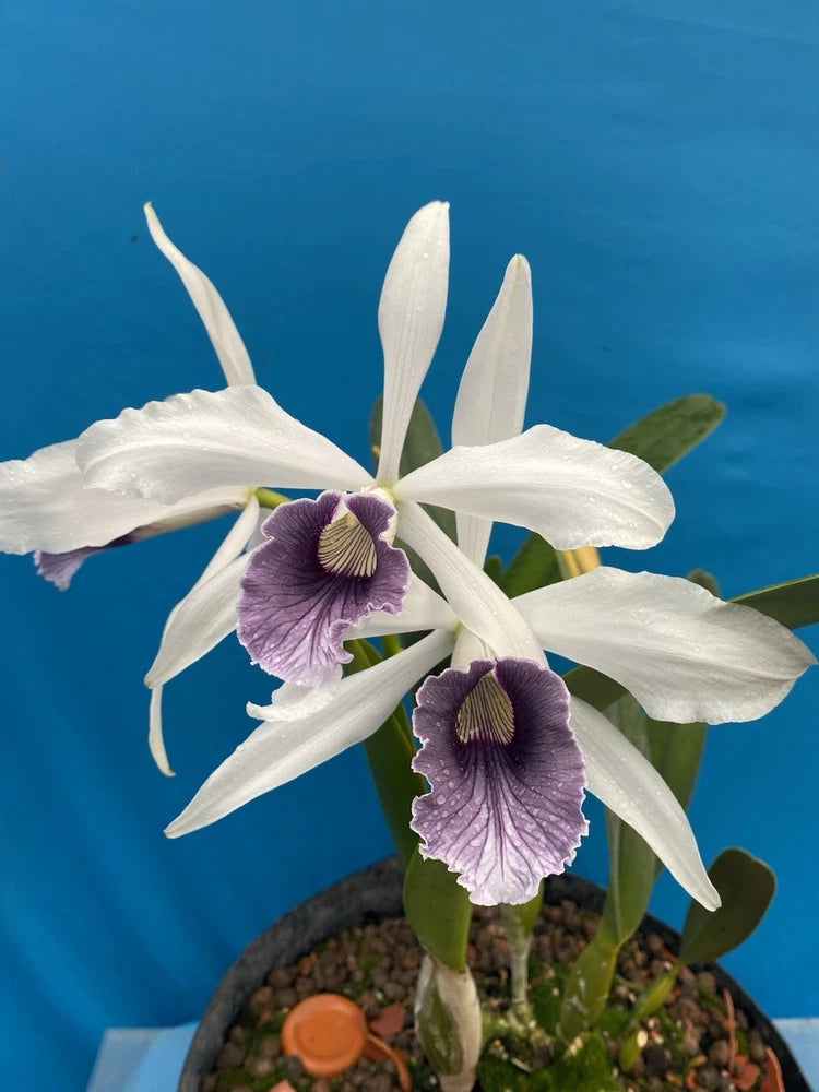 White and purple orchid flower in small pot with green leaves