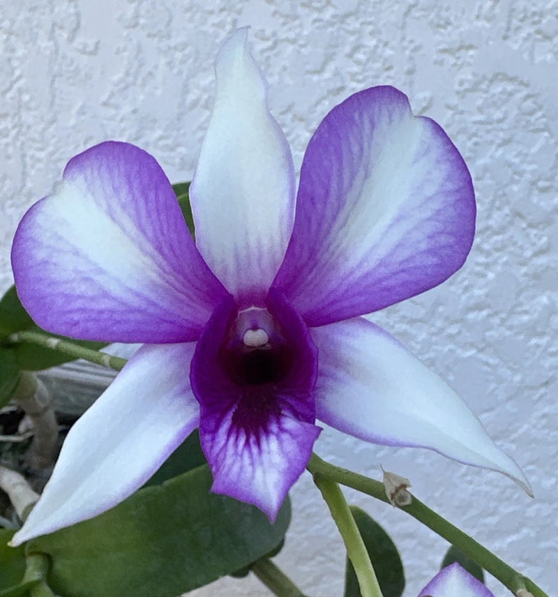 Purple and white orchid flower with dark center