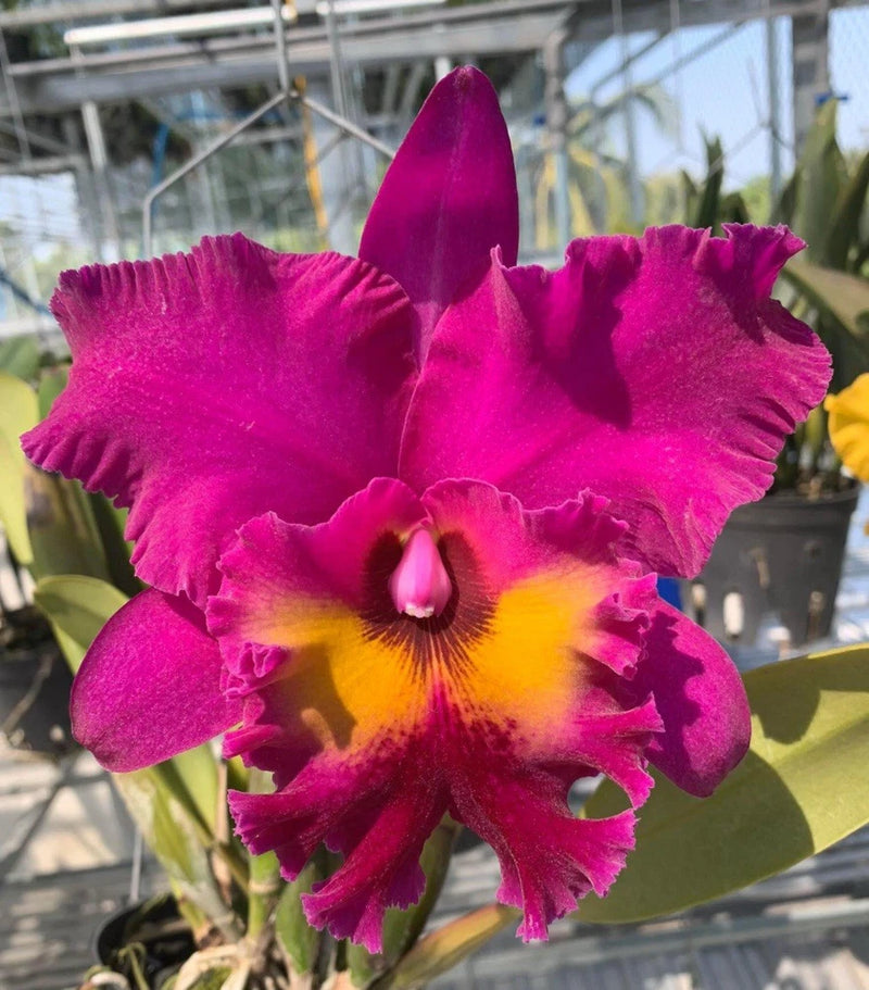 Magenta orchid flower with ruffled petals and yellow-gold center