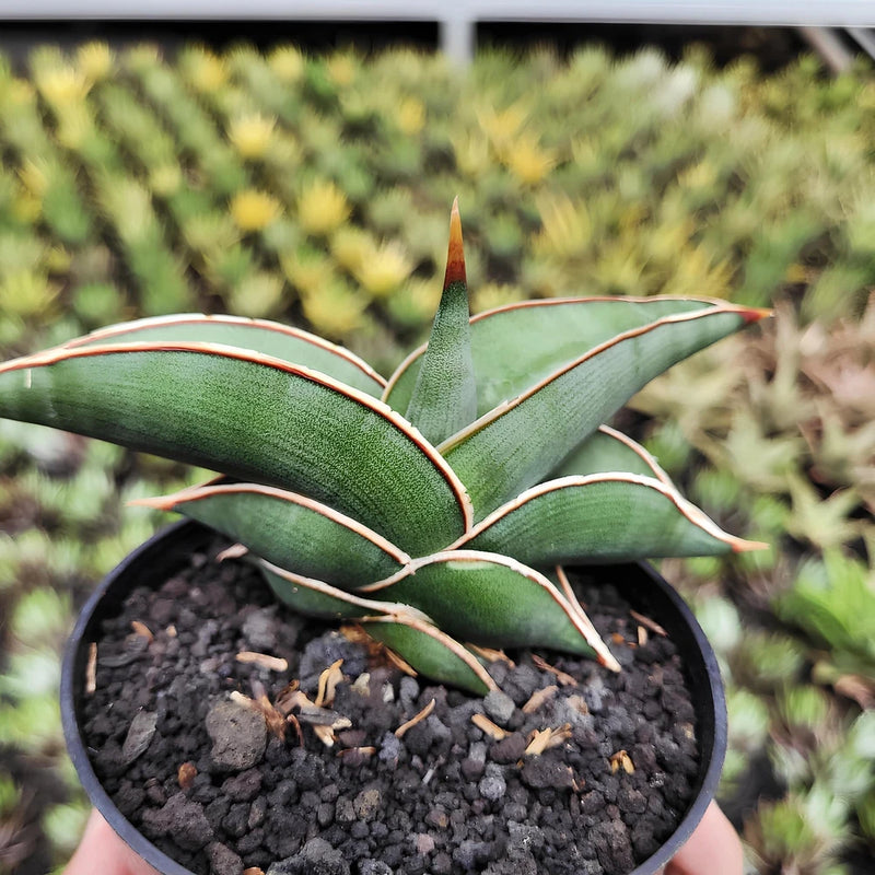 Sansevieria Rorida Green Snake Plant Green Plant