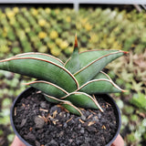 Sansevieria Rorida Green Snake Plant Green Plant