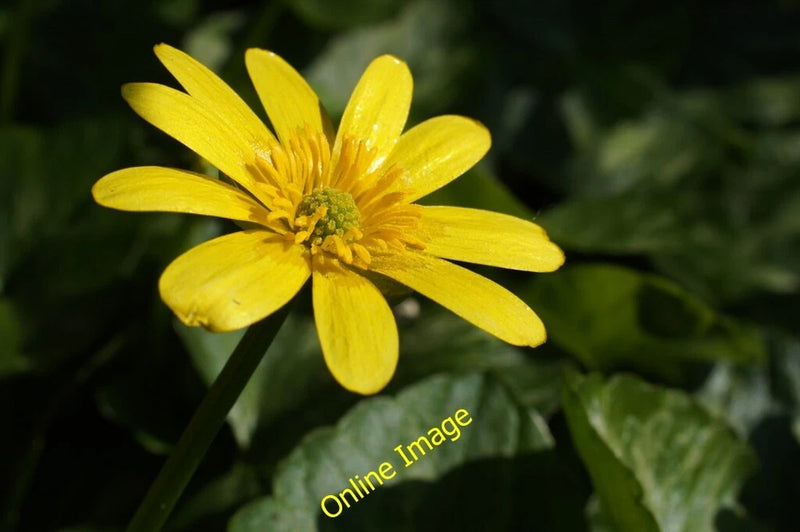 Photo 6x4 Lesser Celandine (Ranunculus ficaria) flower, Baltasound  c2014 Ranunculus