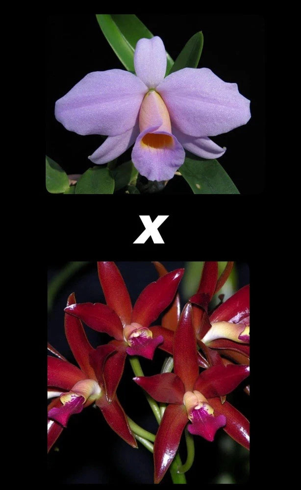 Purple Cattleya orchid flower with green leaves