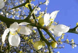 Poncirus trifoliata | Contorted Flying Dragon | Trifoliate Orange | 10_Seeds Garden Plants