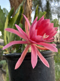One Rooted Cutting 7Ó Long Epiphyllum Fushia Color Orchids