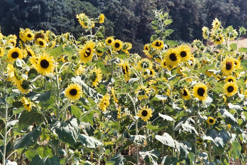 50 LEMON QUEEN SUN FLOWER SEEDS, NON-GMO  FRESH HARVEST FOR GARDENS Sunflower