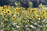 50 LEMON QUEEN SUN FLOWER SEEDS, NON-GMO  FRESH HARVEST FOR GARDENS Sunflower