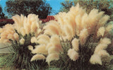 Postcard Pampas Grass Shrub Plant Floral Flower (Cortaderia selloana) Pampas Grass