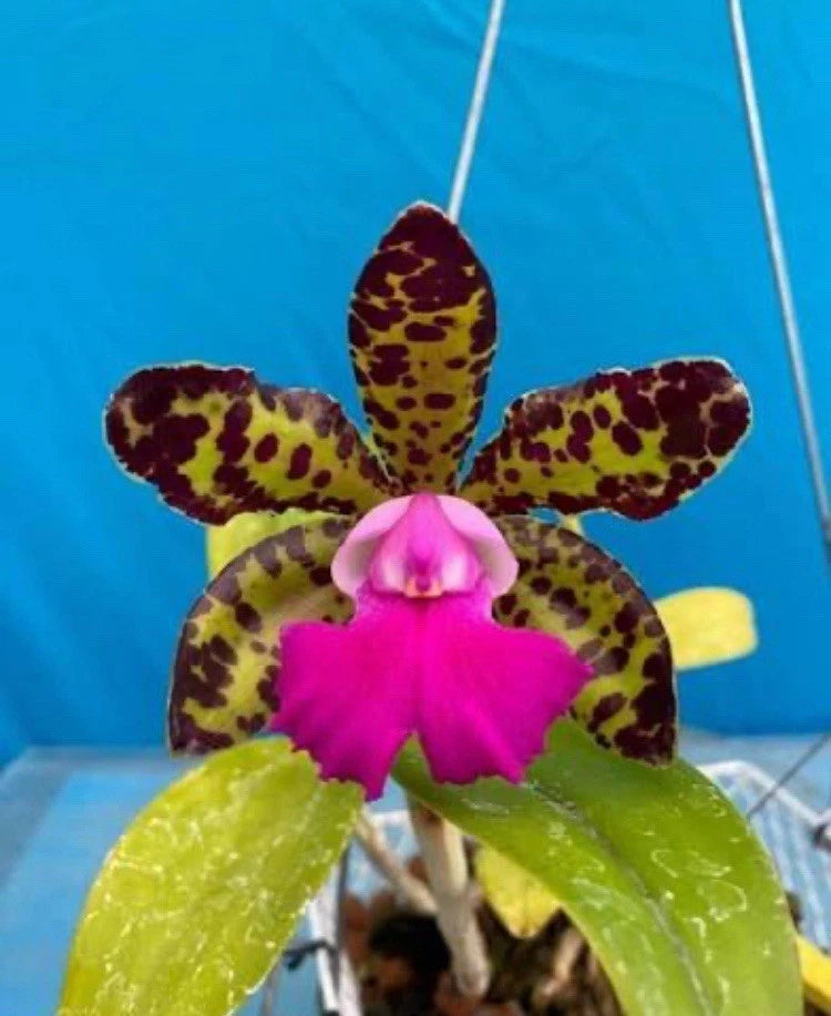 Spotty orchid plant with maroon yellow-speckled petals and bright pink flower center