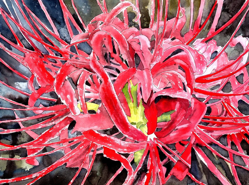 red spider lily lilies botanical flower flowers watercolor painting art print of Lily