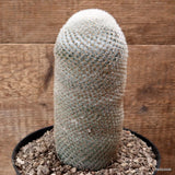 D7803 MAMMILLARIA ELEGANS pot18-H20-W8,5 cm MaMa Cactus Green Plant