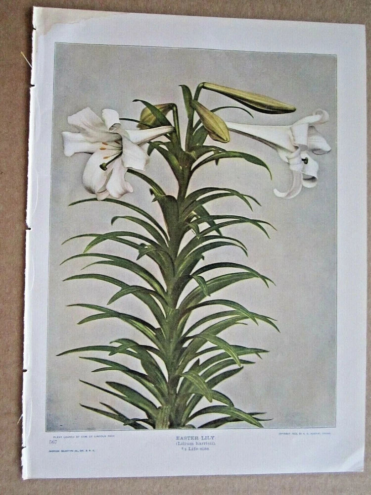 Antique easter lily lithograph print with white blossoms and green leaves on light background
