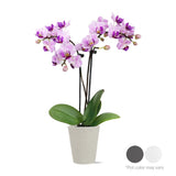 Just Add Ice Live Plant 6-10" Tall Mini Pink Purple Orchid in 2.5" Decorative Cl Orchids