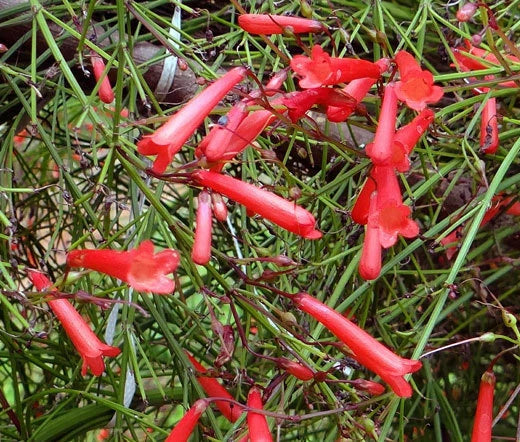 CIGAR PLANT SCARLET RED Cuphea Ignea Coan - 100 Bulk Seeds Flowering Plants
