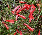 CIGAR PLANT SCARLET RED Cuphea Ignea Coan - 100 Bulk Seeds Flowering Plants