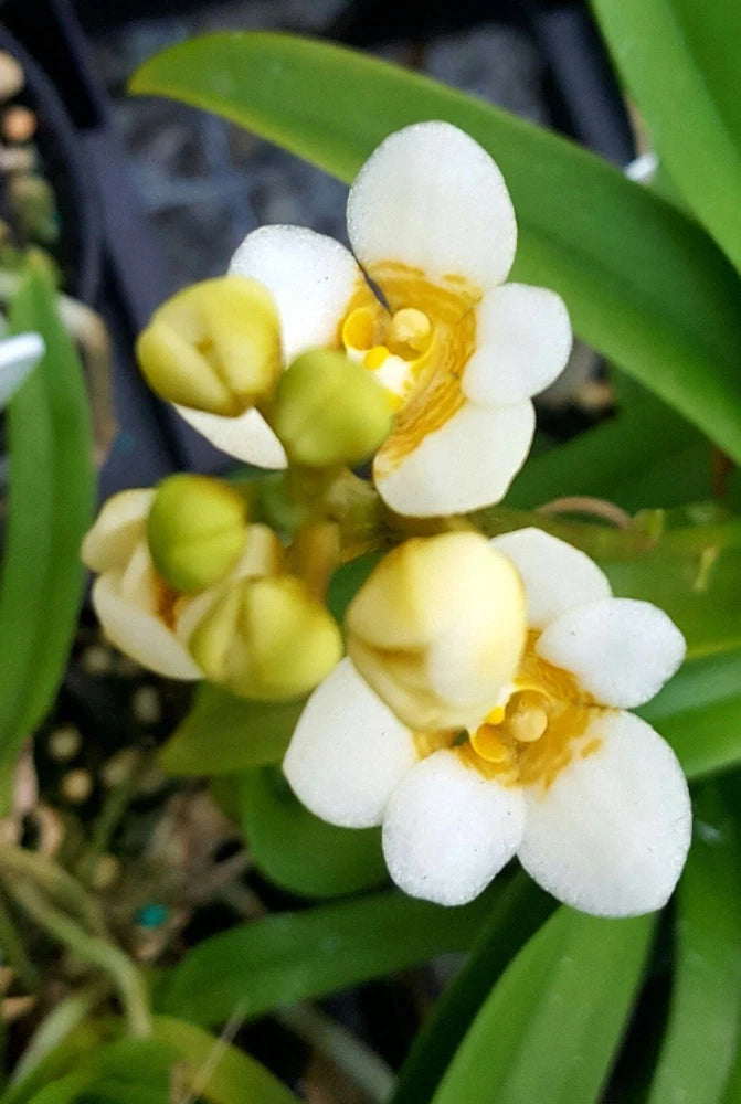 Orchid hybrid flower cluster with white and yellow blooms and green leaves, close-up