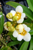 Sarcochilus Yellow Hart Yellow White Orchid Hybrid NEW DIVISIONS 2Ó Pot (CJ4) Orchids