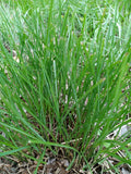 TALL DECORATIVE/ORNAMENTAL PAMPAS GRASS  PLANT 4-8 INCH SET OF 4 starter plants Pampas Grass